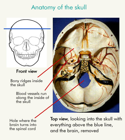 Anatomy of the skull